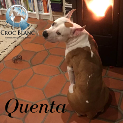 Quenta 2