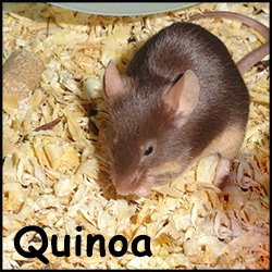 Quinoa