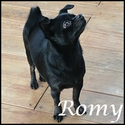 Romy2