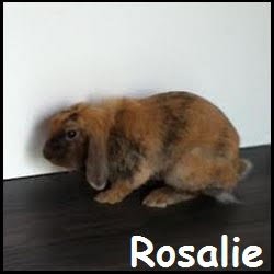 Rosalie