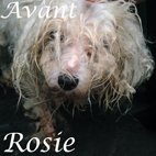 Rosie avant