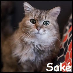 Saké