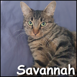 Savannah