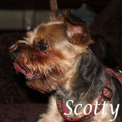 Scotty