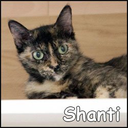 Shanti