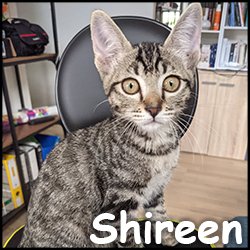 Shereen