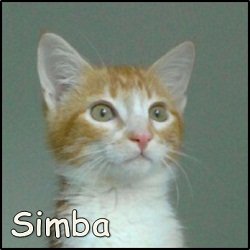 Simba