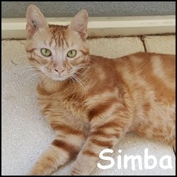 Simba