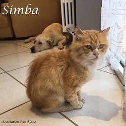 simbachat