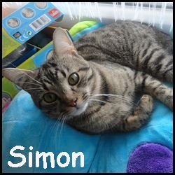 Simon