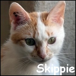 Skippie