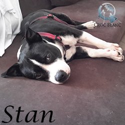 Stan staffie