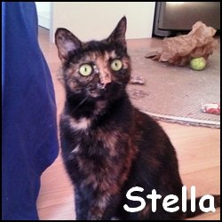 Stella