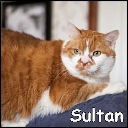 Sultan