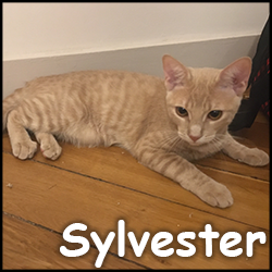 Sylvester2