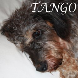 Tango 2