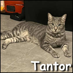 Tantor