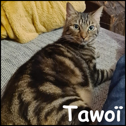 Tawoi