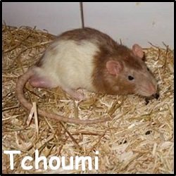 Tchoumi