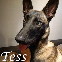 Tess3