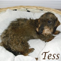 Tess 2