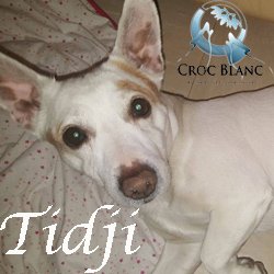 Tidji2