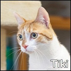 Tiki