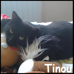 Tinou