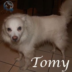 Tomy