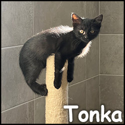 Tonka