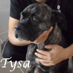 Tysa