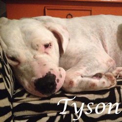 Tyson dogue argentin