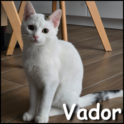 Vador