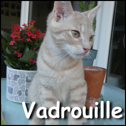 Vadrouille