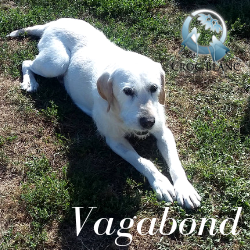 Vagabond1