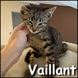 Vaillant