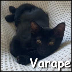 Varape