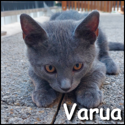 Varua