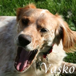 Vasko adopté