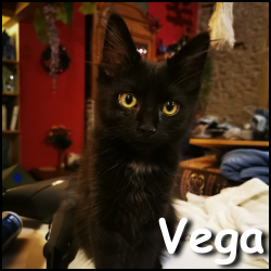 Vega