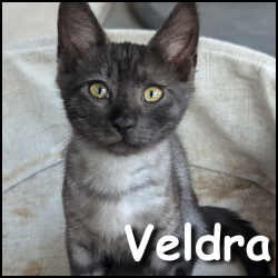 Veldra