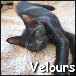 Velours