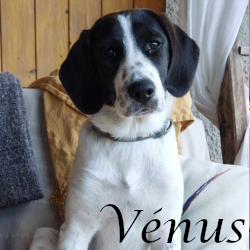 Vénus2