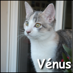 Venus