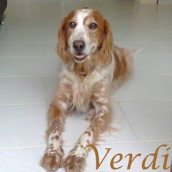 Verdi