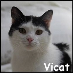 Vicat