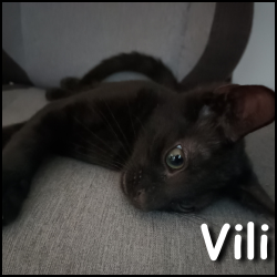 Vili_2