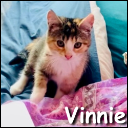 Vinnie