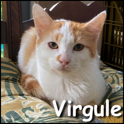 Virgule