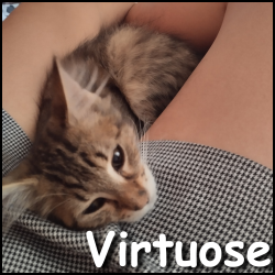 Virtuose